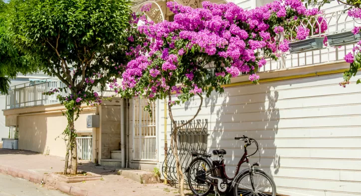 Büyükada Yürüyüş ve Bisiklet Turları